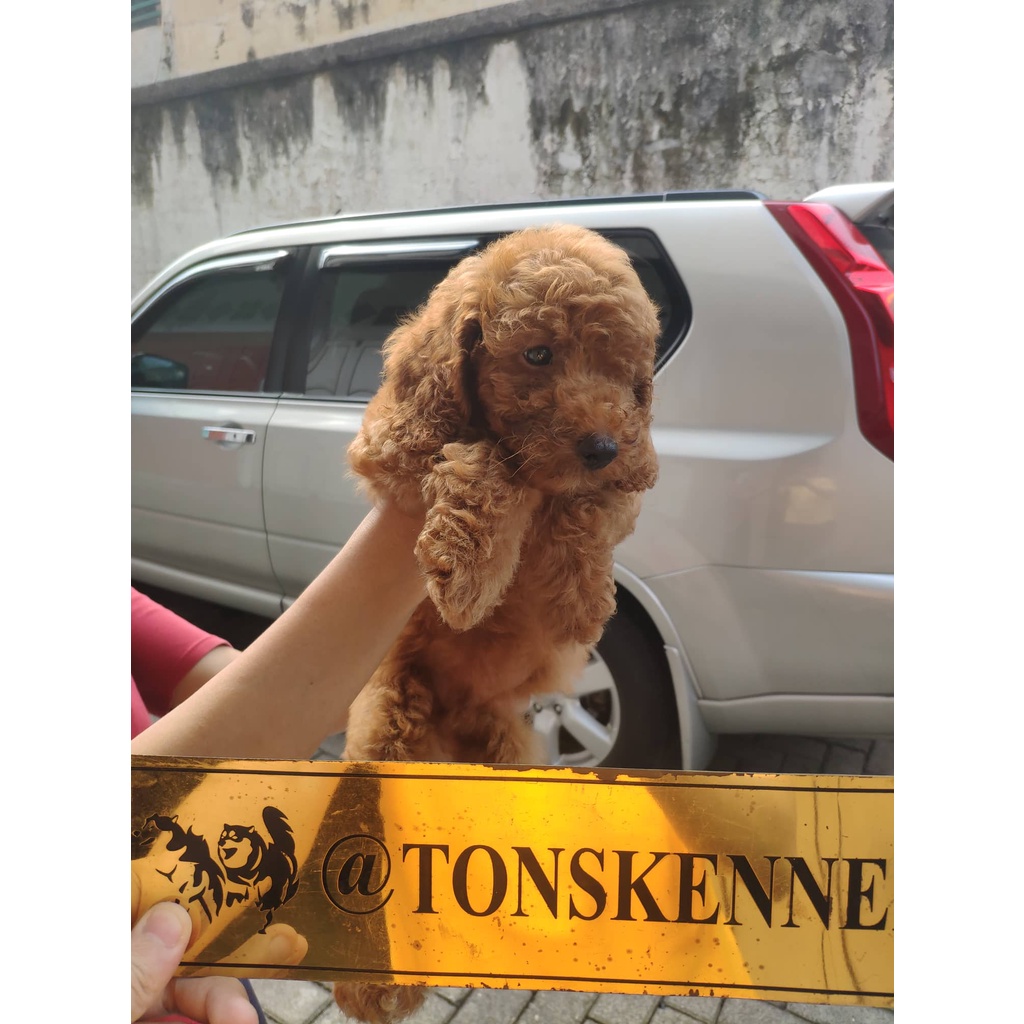 Red Toy Poodle Tiny Poodle Stb Vaksin Microchip Super Red Apricot Brown Toy Poodle Ready / Jual Anjing di Medan