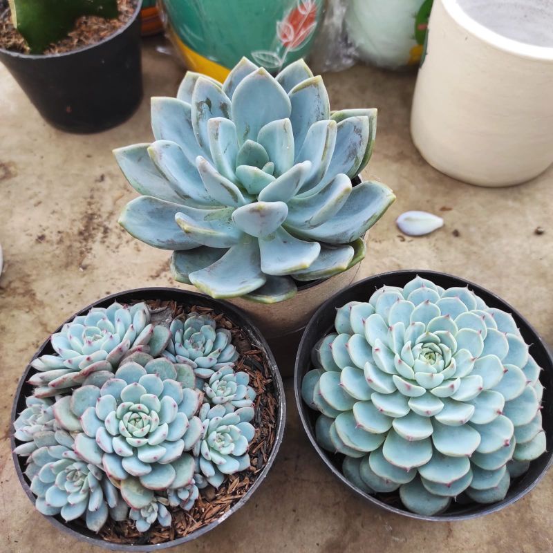 Tanaman hias kaktus dan sukulen isi 3 warna biru