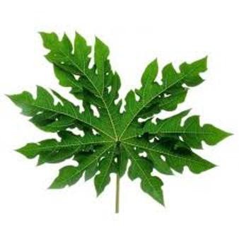 

DAUN PEPAYA 200 gram