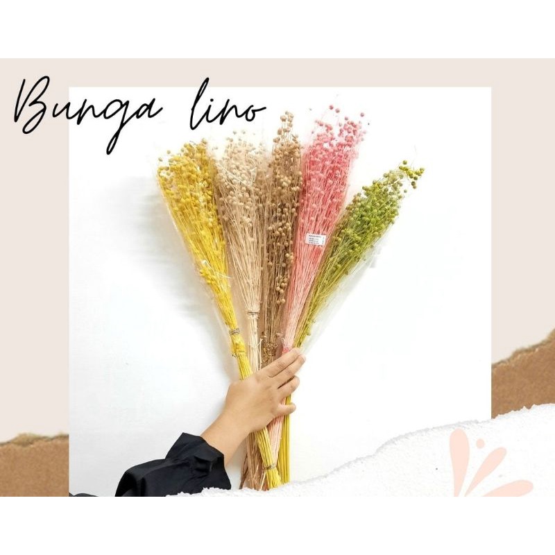 ECER dried flower lino /bunga kering / coriander / dried flowers