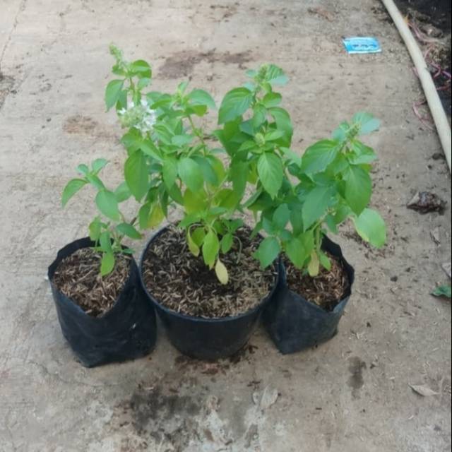 

PROMO!!5 BIBIT POHON KEMANGI
