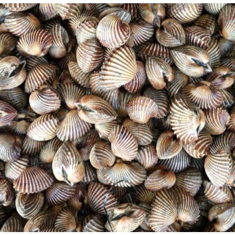 

KERANG DARA PER 500 GRAM