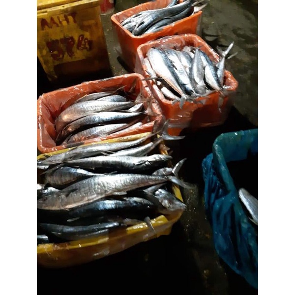 

Ikan giling (Tenggiri Super grade A)