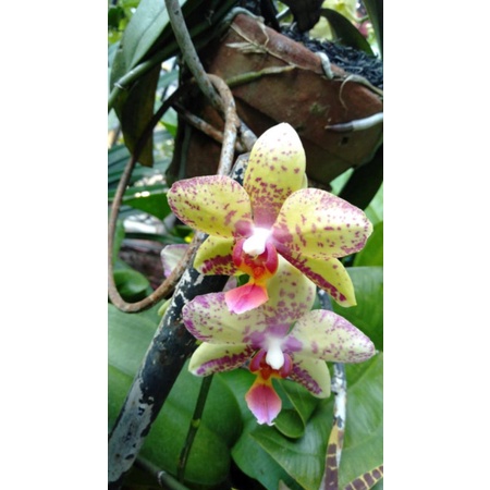 bibit tanaman sedling anggrek bulan taiwan yg cantik