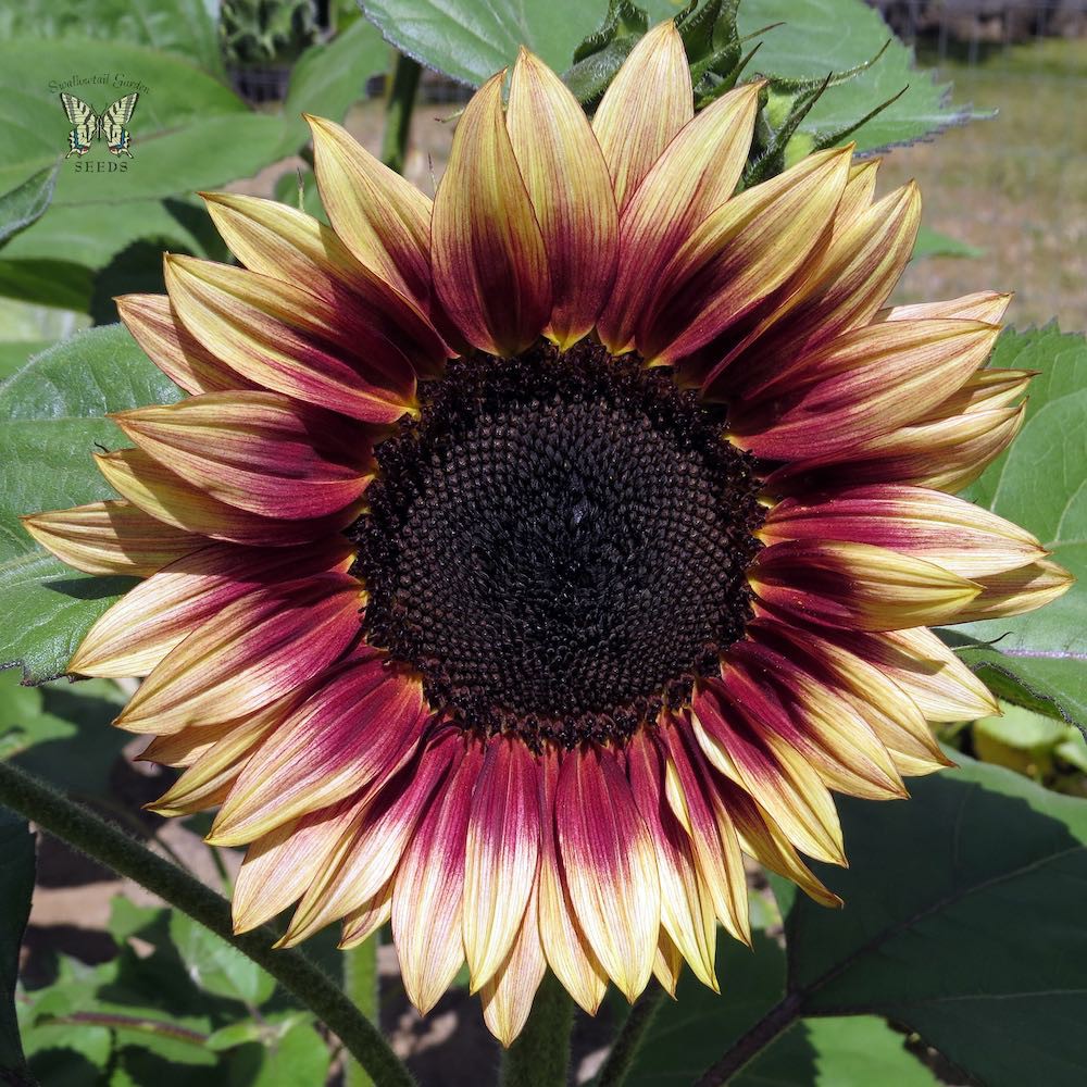 Benih Bibit Biji - Sunflower Ruby Eclipse Red Bunga Matahari Merah Cream Flower Seeds - IMPORT