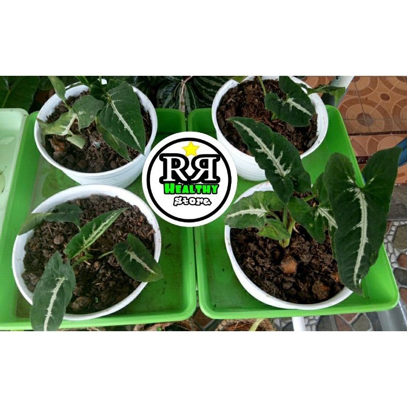 Keladi Tikus Terbaik