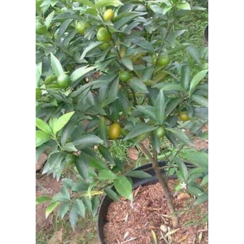 bibit tanaman pohon jeruk nagami cepet berbuah/pohon jeruk nagami