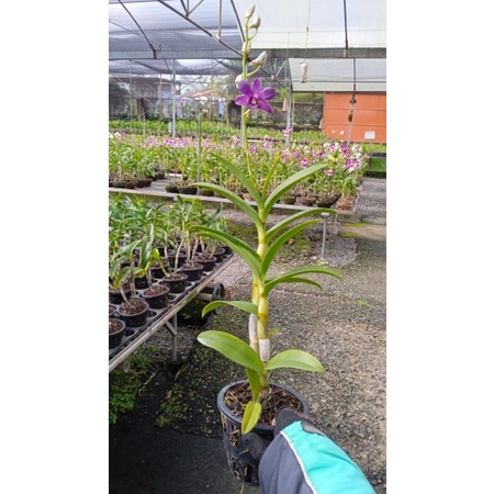 anggrek dendrobium bunga  ungu