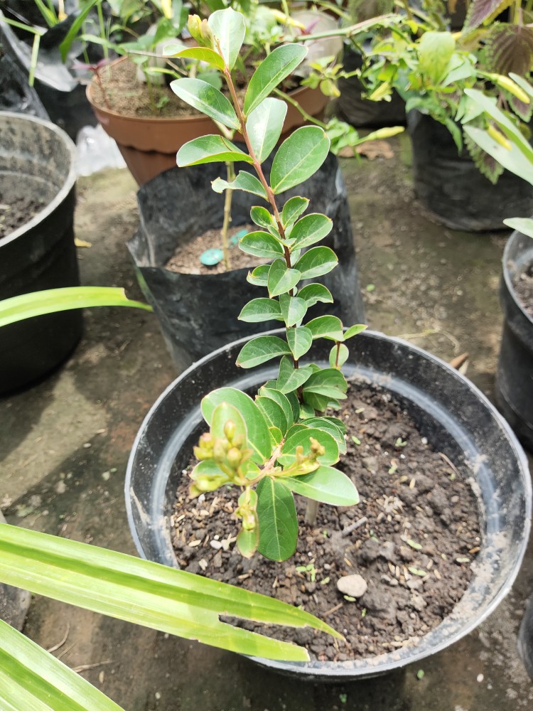 Tanaman Bunga Sakura Lokal Pink