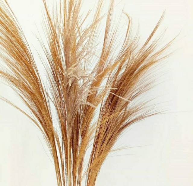 3 set Pampas - pampas grass - pampas lokal