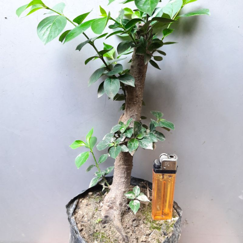 Bahan bonsai Gulgum gulo gumantung sudah subur joss