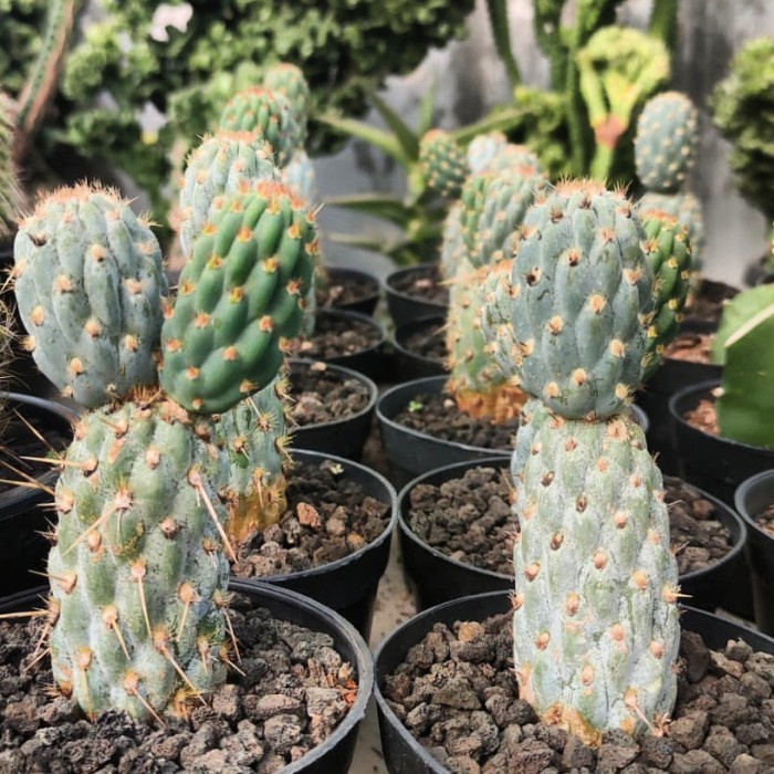 opuntia miquelii