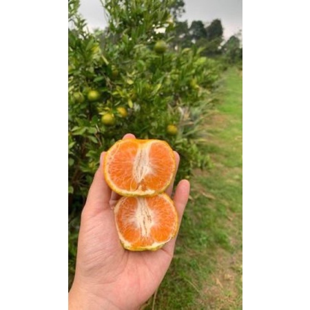 

Jeruk Keprok Madu Manis / Kg