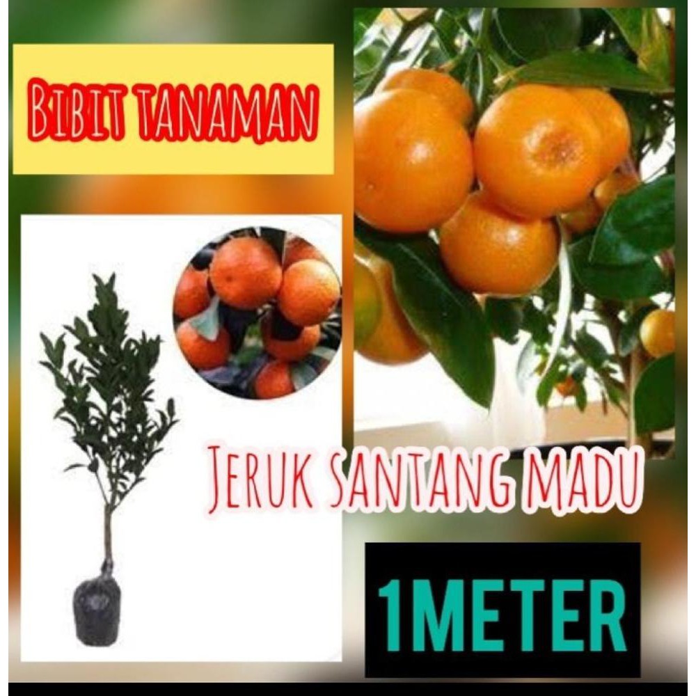 >LI BIBIT JERUK SANTANG MADU 1 METER UP KONDISI PERNAH BERBUAH DM&