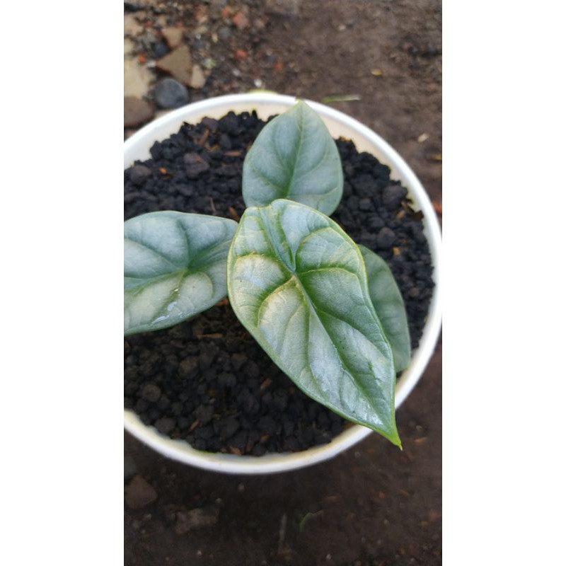 alocasia DRAGON SILVER (bukan scale bukan, baginda)