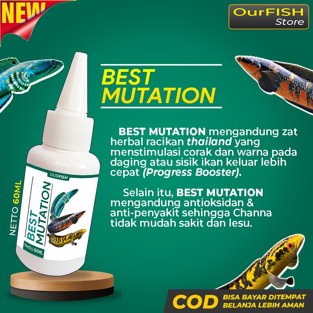 Obat Mutasi Ikan Channa BEST MUTATION Vitamin Ikan Channa Maru Barca Asiatica Andrao Yellow Sentarum Auranti Maculata Limbata Pulchra Booster Push Warna Bunga Pakan Ikan Channa Makanan Ikan Channa Pelet Ikan Channa