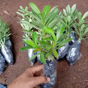 Tanaman Adenium tumpuk - Kamboja Jepang - indoor