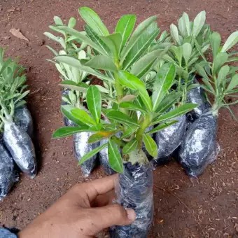 Tanaman Hias Adenium tumpuk - Kamboja Jepang BERGARANSI