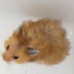 Hamster Syrian Long Hair Indukan Siap Kawin