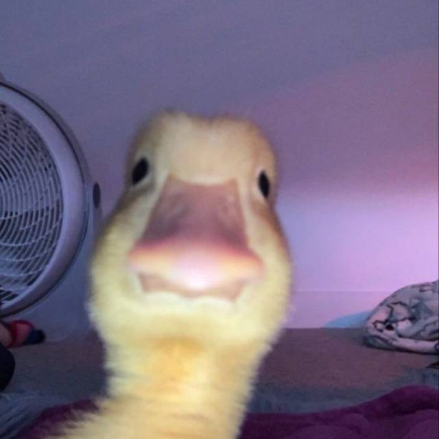 d*****n
