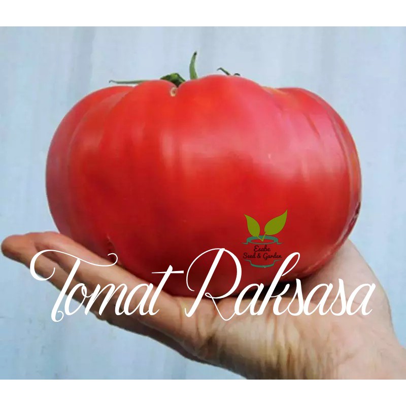 Benih Biji Tomat Apel Monster 10 Butir