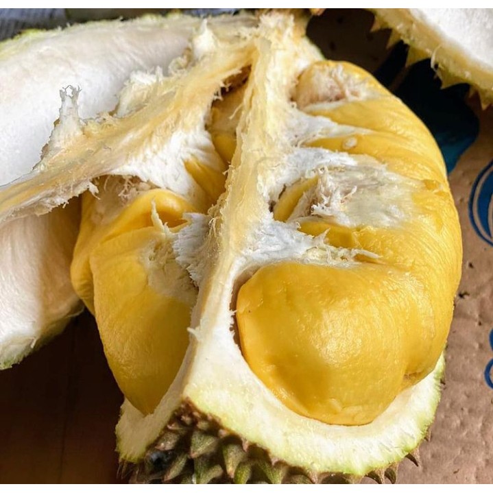 Bibit Durian Montong Super / Tanaman Durian Montong Cepat Berbuah