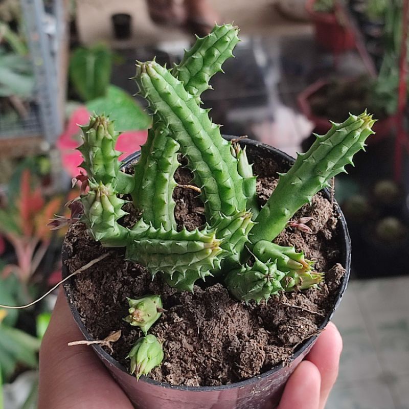 Huernia Schneideriana cluster/Huernia/Huernia Red Dragon