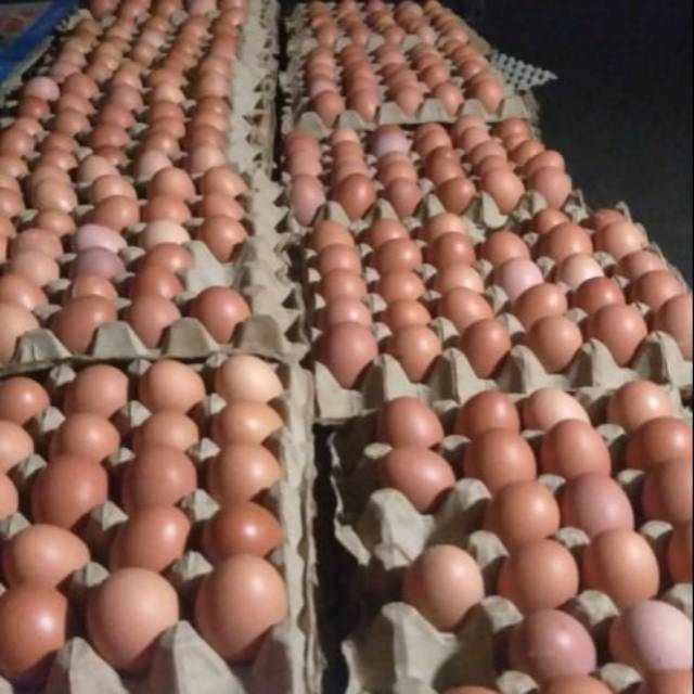 

Telur ayam murah