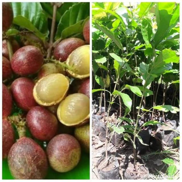 

BUAH MATOA Ready buah & bibit pohon nya - AGRO WISATANI