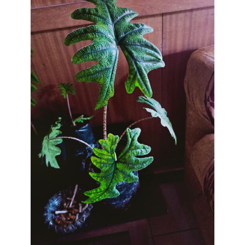 alocasia jacklyn rawatan bonggol