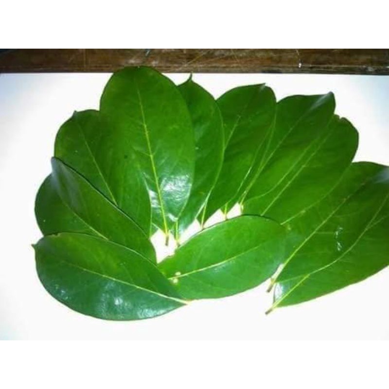 

daun sirsak 100 lenbar