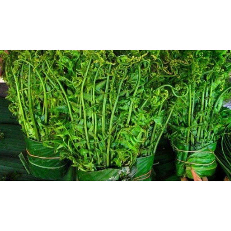 

pakis sayur segar 250 gram