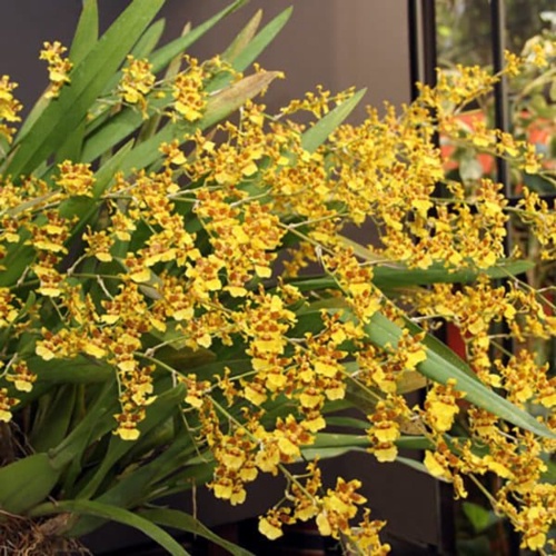 Jual Oncidium Americana Murah