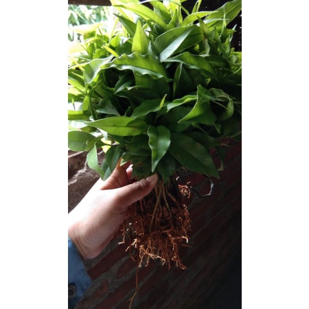 BIBIT GAHARU CABUTAN 70 BATANG