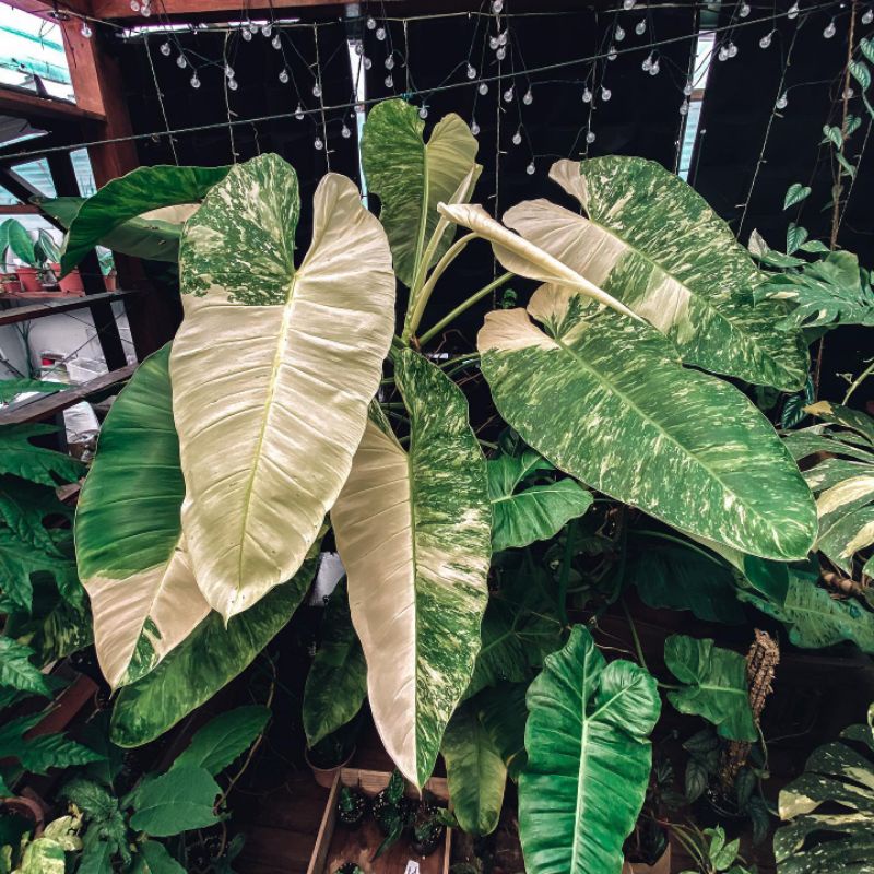 philodendron jose buono