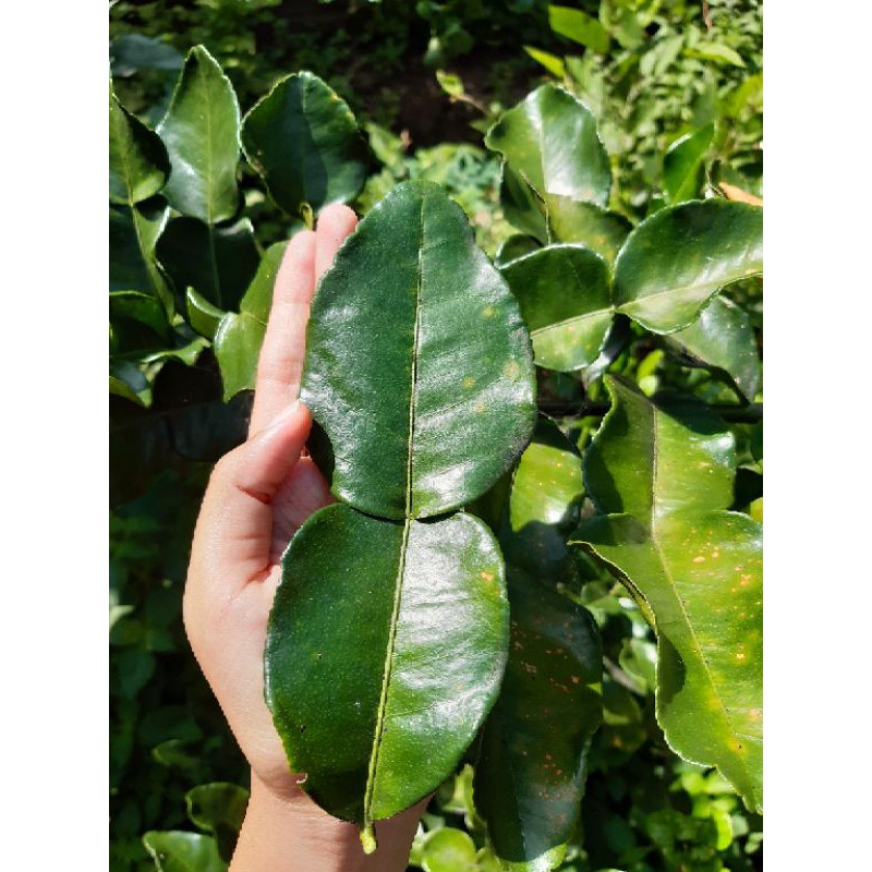 

DAUN JERUK PURUT 100 gram SEGAR JUMBO Petik dari Pohon 100% Organik