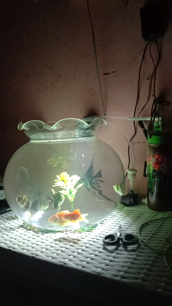 Pompa Air Celup Usb M1 Mini Brushless 5v Submersible Pump