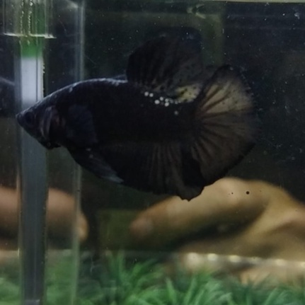 IKAN CUPANG PLAKAT BLACK GALAXY COPPER/AVATAR 100% REALPICT (KODE AR7)