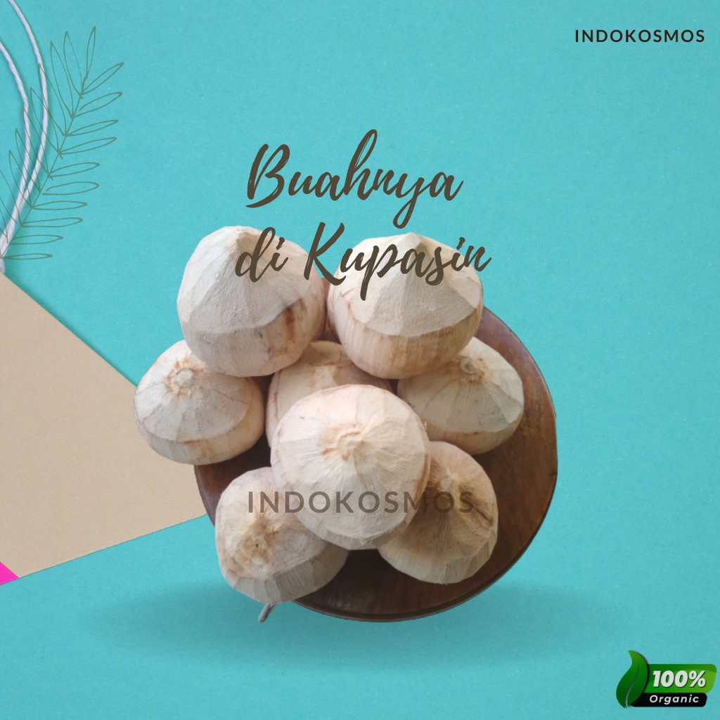 

Buah kelapa kopyor (XL)