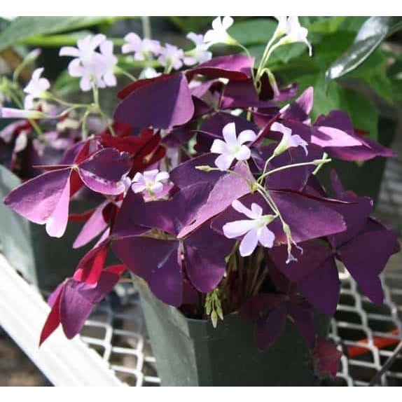 Tanaman Hias Semanggi Ungu - Kupu kupu Ungu purple - bibit tanaman hias indoor False Shamrock