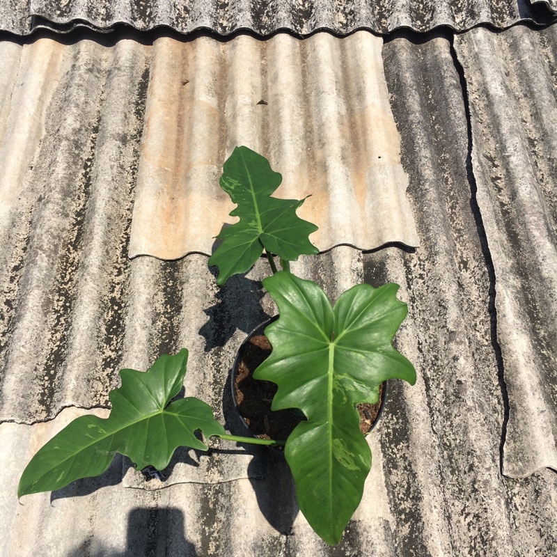 tanaman hias philodendron dragon varigata / pilo dragon varigata