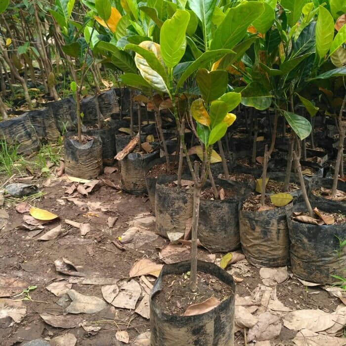 paket 10 bibit tanaman buah nangka mini