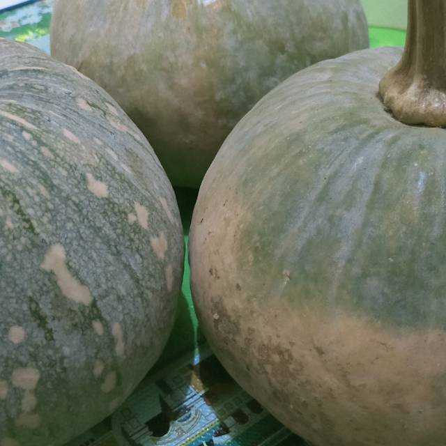 

Labu Kuning Asli Medan / Berastagi 1 Kg
