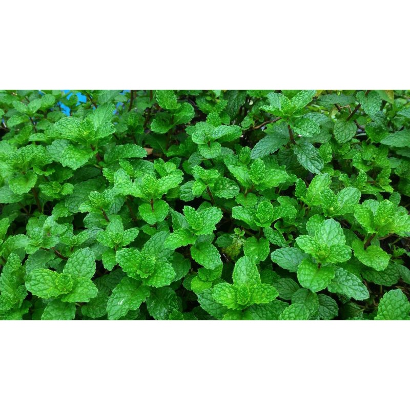 bibit daun mint daun herbar alami