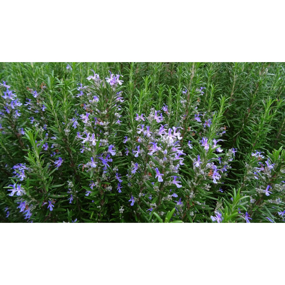 Benih Bibit Biji - Bunga Rosemary (Salvia rosmarinus) Rosemari Herb Seeds - IMPORT