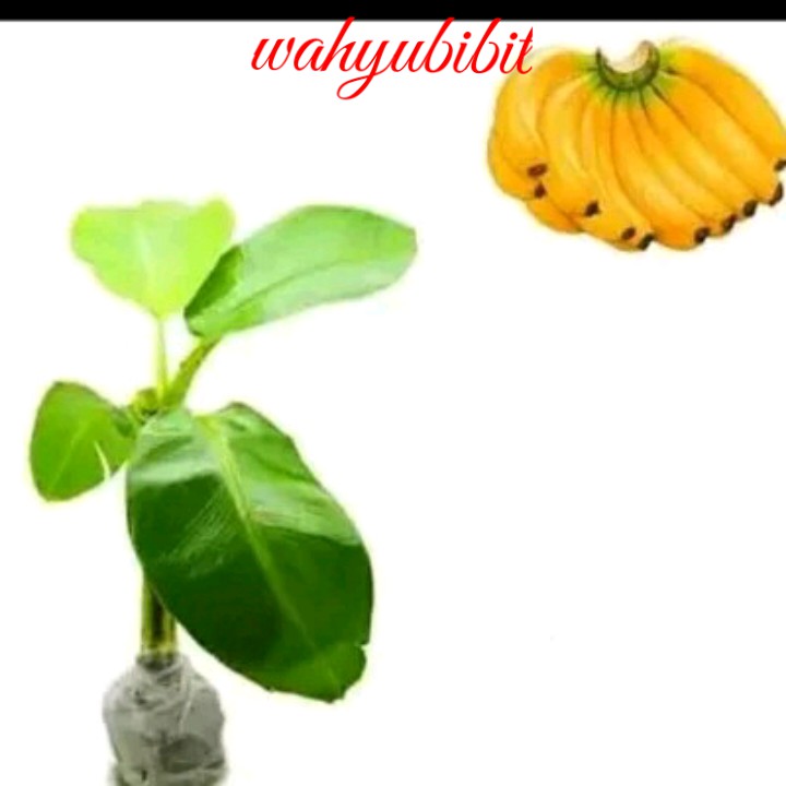 bibit pisang raja super