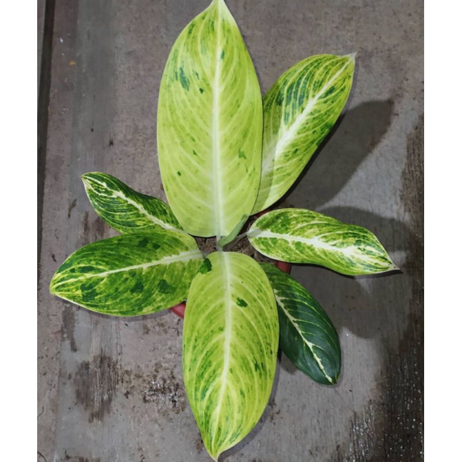 Aglonema Blanceng Golden / Tanaman hias blanceng