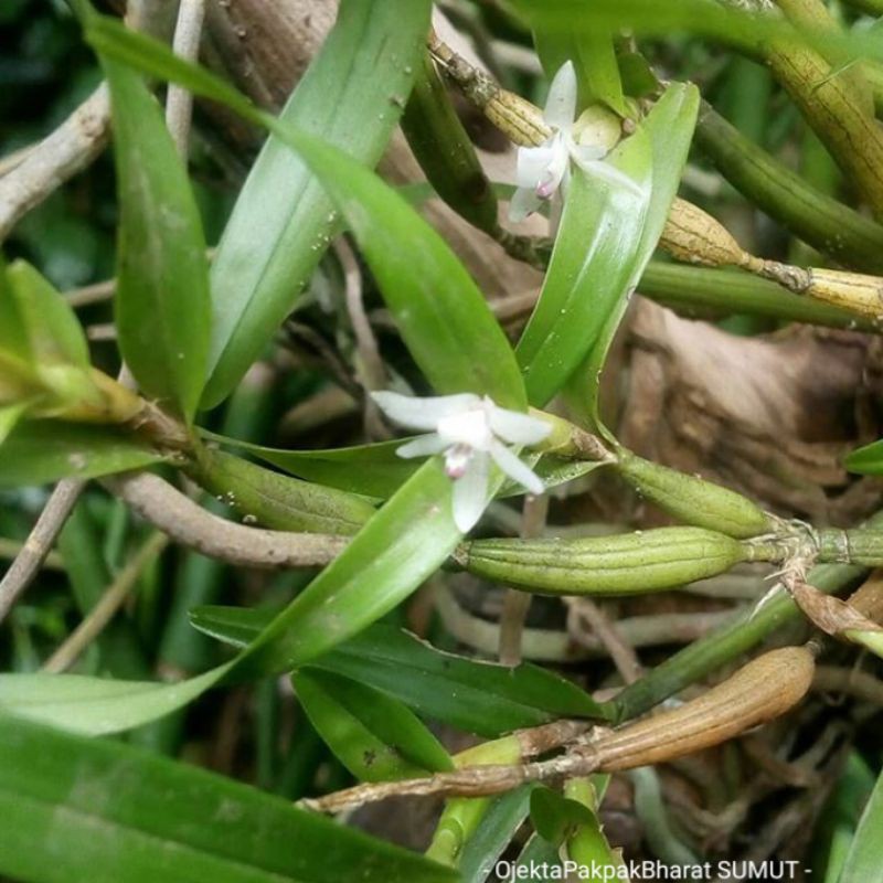 Tanaman Anggrek Scaphyglottis Pakpak Orchid Scaphyglottis Orchid Anggrek Hutan