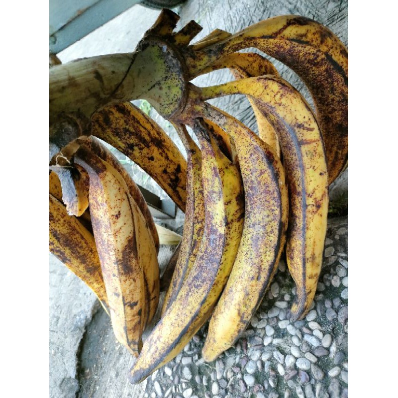 

PISANG TANDUK - 1Pcs