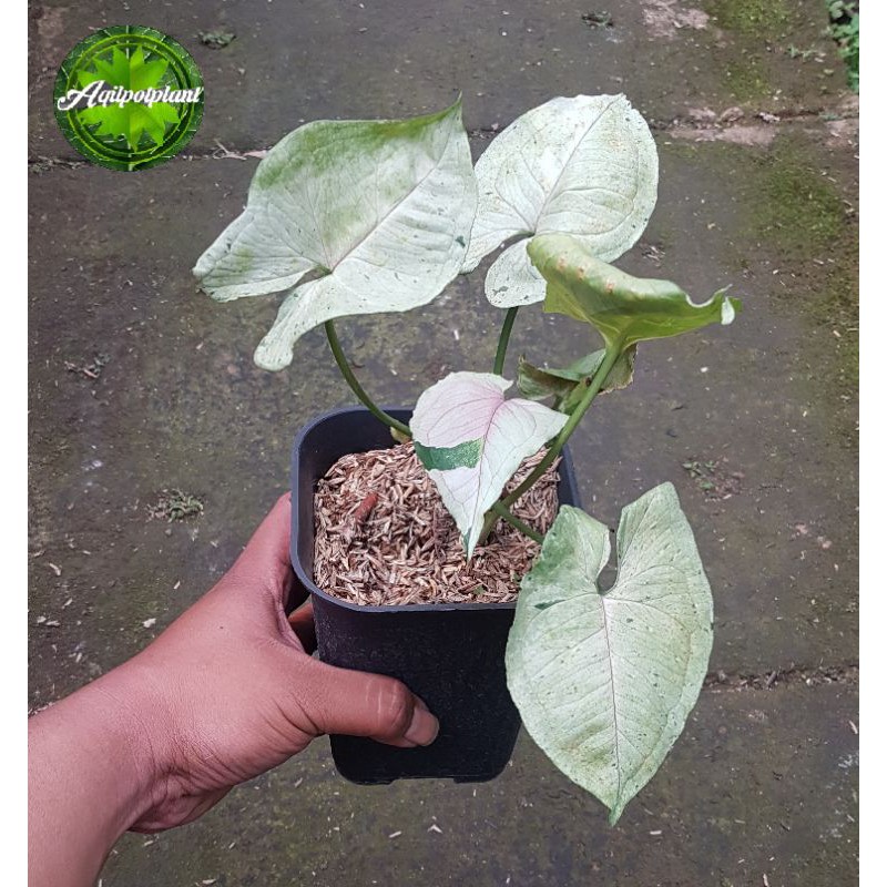 Syngonium Green Splash